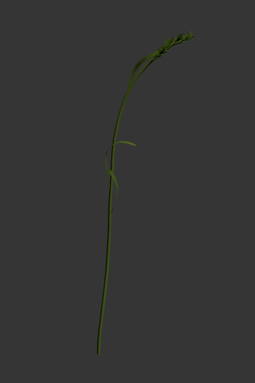 grass-blade-object.png