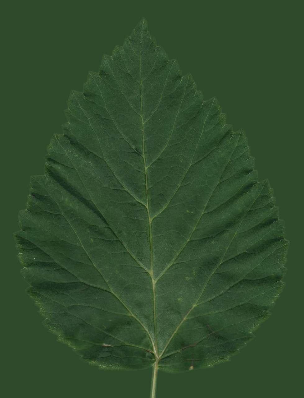 Leaf_4_Right.jpg